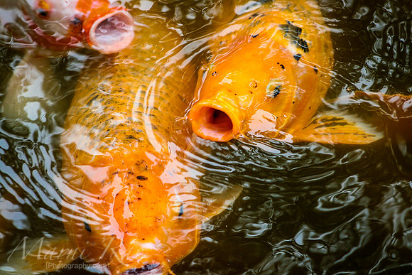 Feeding Frenzy~Oahu, HI