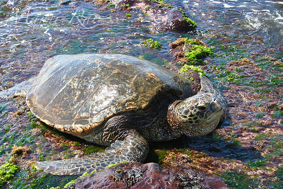 Turtle~Hawaii