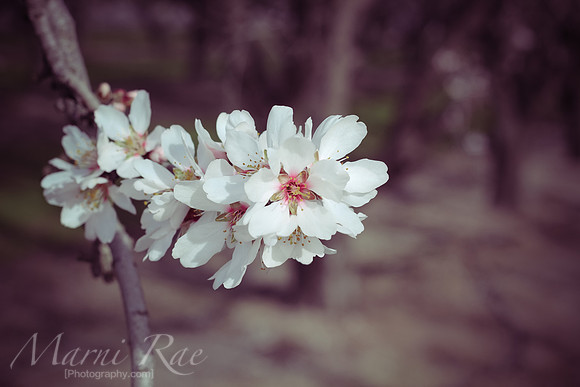 Blossoms