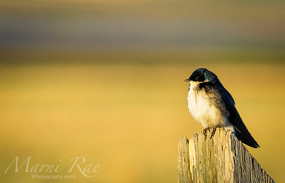 Bring out the Zen~Montana