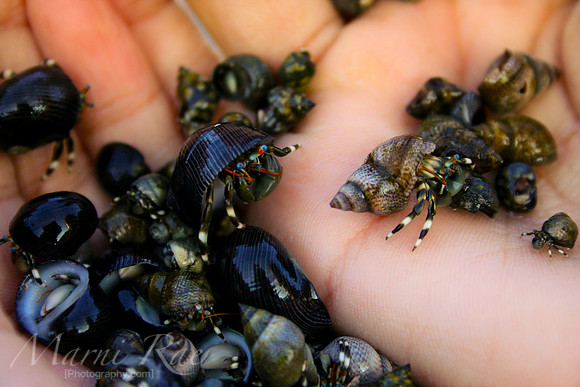 Hermit Crabs~Hawaii