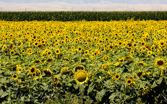 Sunflower Field ~ California