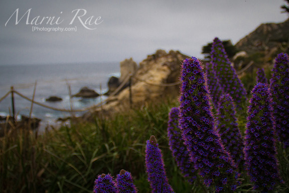 Flowers in the evening sun Big Sur, CA