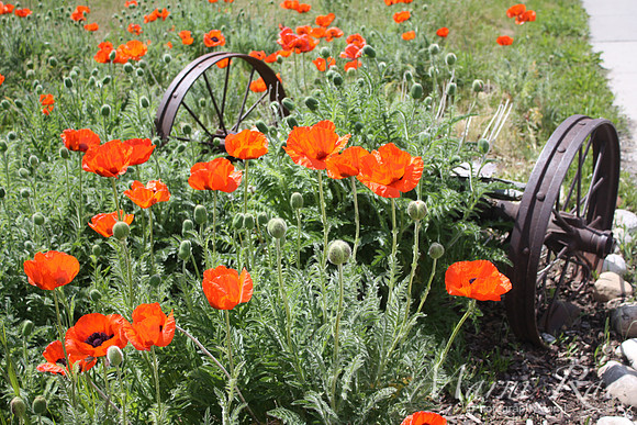 Icelandic Poppies