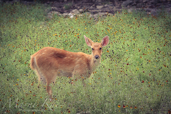 Deer in Wildflowers~ Texas