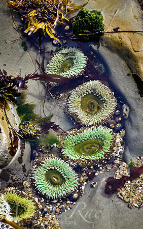 Sea Anemone~ Santa Cruz, CA