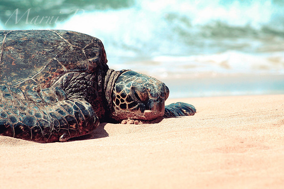 Green Honu~Oahu