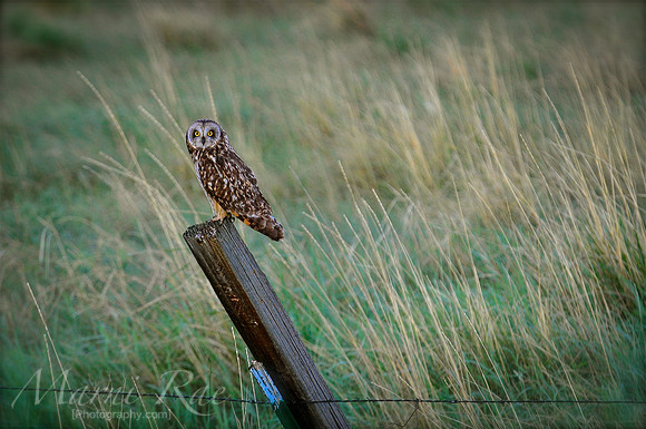 Owl~Montana