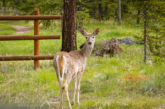 Deer~Seeley Lake, Montana
