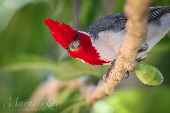 Red Crested Cardinal~ Hawaii