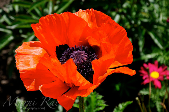 Icelandic Poppy~ Montana