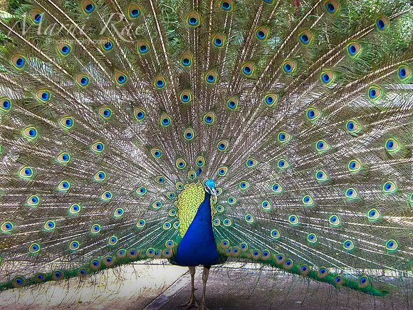 Peacock