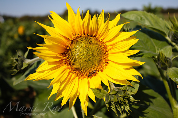 The Sunflower & The Bee