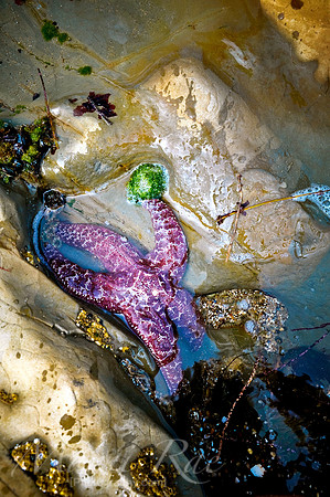 Starfish~ Santa Cruz, CA