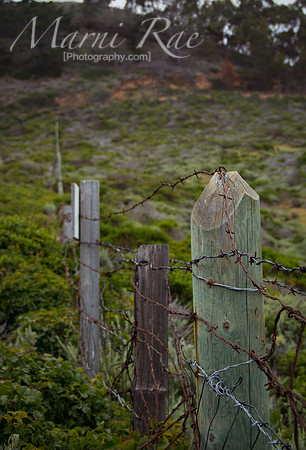 Fences~ Big Sur