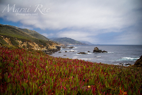 Flora meets Oceana